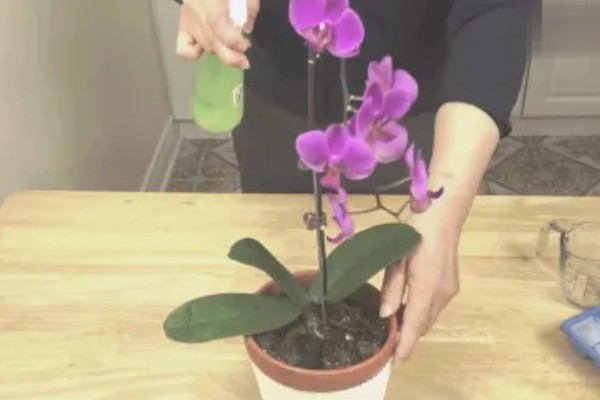 蝴蝶兰的施肥方法，生长旺季要适当增加水肥