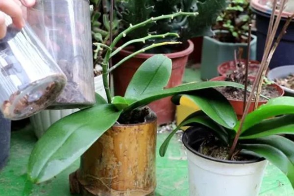 蝴蝶兰的施肥方法，生长旺季要适当增加水肥