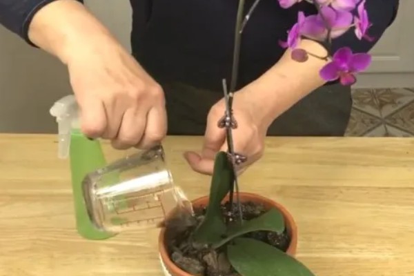 蝴蝶兰的施肥方法，生长旺季要适当增加水肥