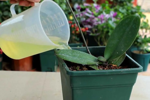 蝴蝶兰的施肥方法，生长旺季要适当增加水肥