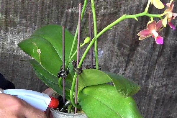 蝴蝶兰的施肥方法，生长旺季要适当增加水肥