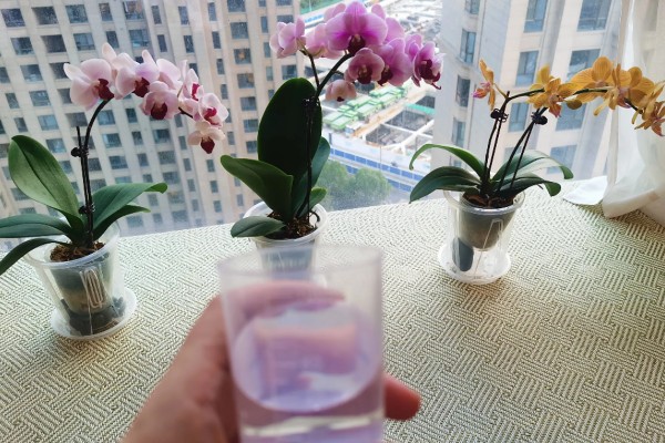 蝴蝶兰的施肥方法，生长旺季要适当增加水肥