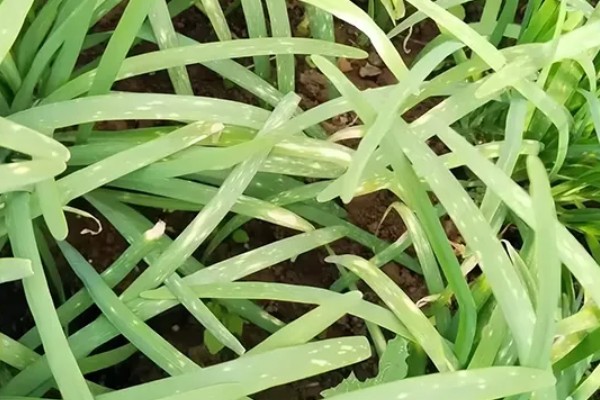 大棚韭菜灰霉病的发病症状，分为白点型和干尖型