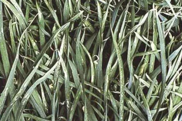 大棚韭菜灰霉病的发病症状，分为白点型和干尖型