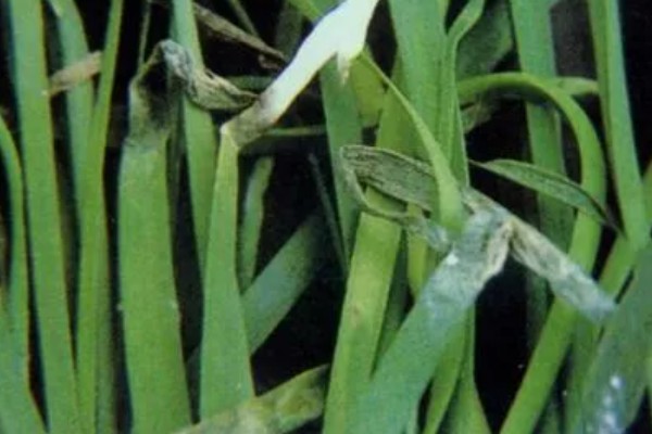 大棚韭菜灰霉病的发病症状，分为白点型和干尖型