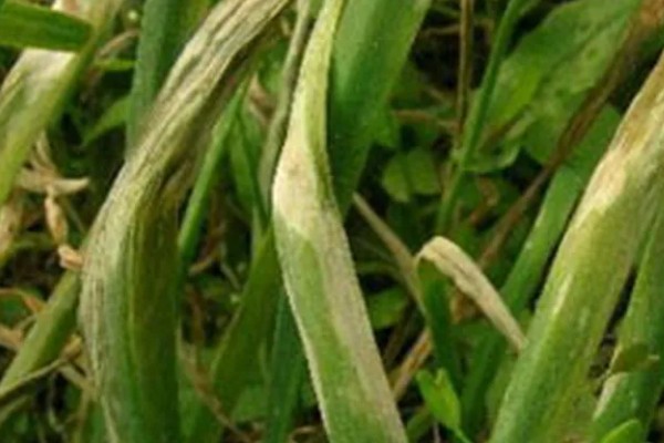 大棚韭菜灰霉病的发病症状，分为白点型和干尖型