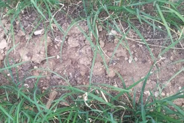 大棚韭菜灰霉病的发病症状，分为白点型和干尖型