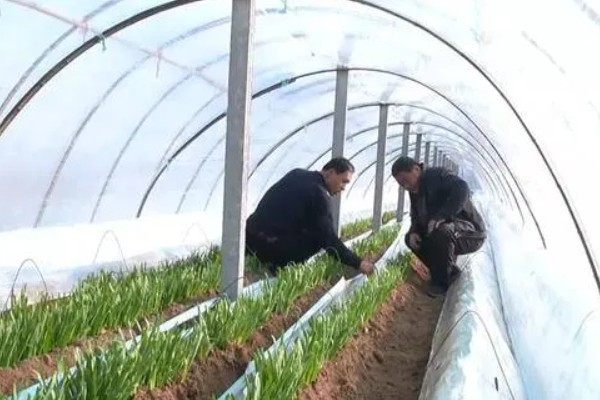 大棚韭菜灰霉病的发病症状，分为白点型和干尖型