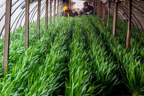 大棚韭菜灰霉病的发病症状，分为白点型和干尖型