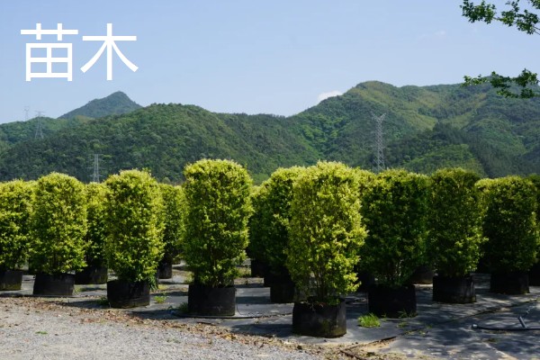 苗木跟灌木的区别是什么，定义和分类均不同