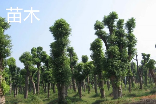 苗木跟灌木的区别是什么，定义和分类均不同