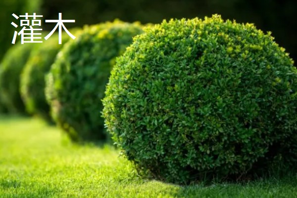 苗木跟灌木的区别是什么，定义和分类均不同