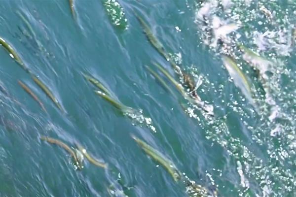 白条鱼的摄食习性，主要以藻类、浮游生物为食