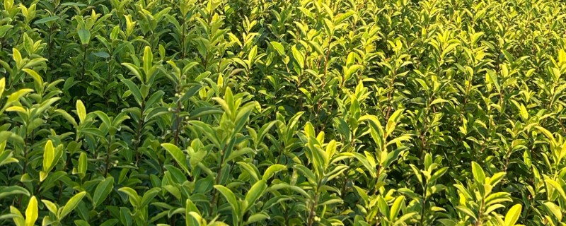 早春茶树的管理方法，受冻后及时采取复壮措施