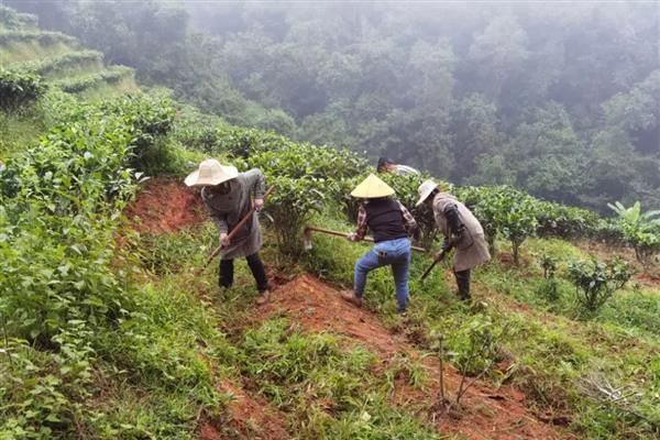 早春茶树的管理方法，受冻后及时采取复壮措施