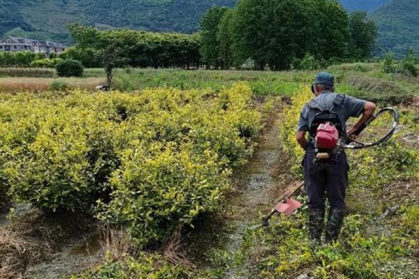 早春茶树的管理方法，受冻后及时采取复壮措施