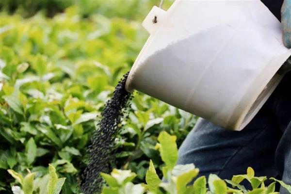 早春茶树的管理方法，受冻后及时采取复壮措施