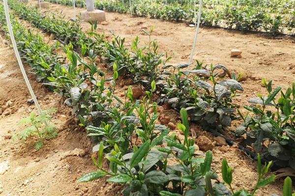 早春茶树的管理方法，受冻后及时采取复壮措施