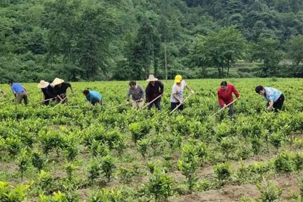 早春茶树的管理方法，受冻后及时采取复壮措施