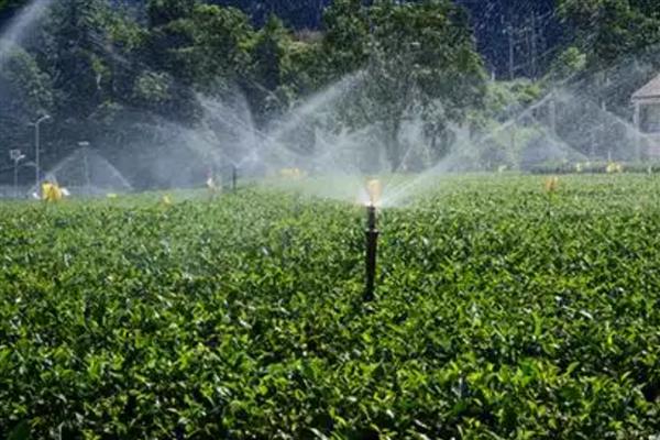 早春茶树的管理方法，受冻后及时采取复壮措施