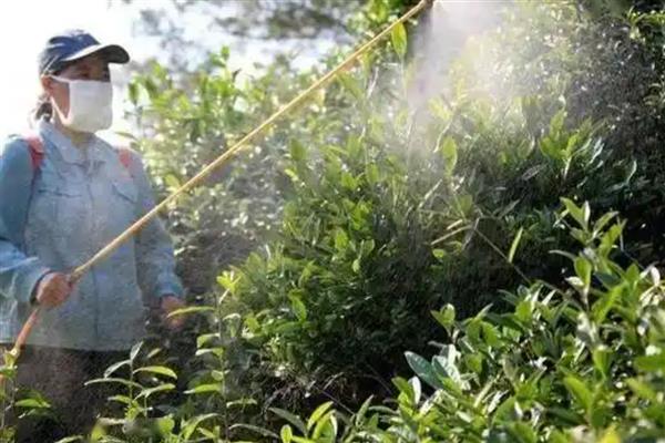 早春茶树的管理方法，受冻后及时采取复壮措施
