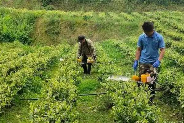 早春茶树的管理方法，受冻后及时采取复壮措施