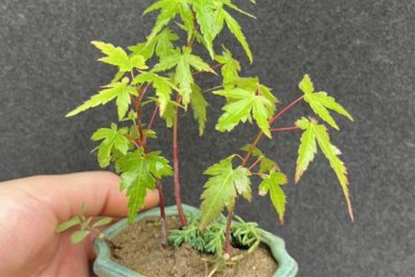 鸡爪槭如何栽培，播种不宜过密