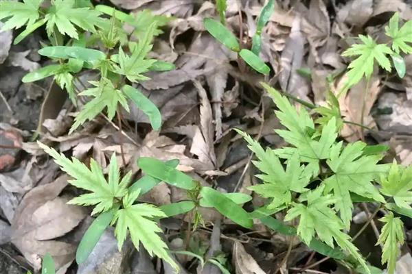 鸡爪槭如何栽培，播种不宜过密