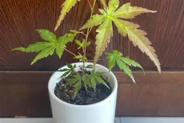 鸡爪槭如何栽培，播种不宜过密