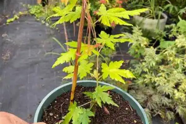鸡爪槭如何栽培，播种不宜过密