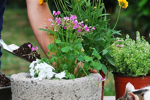 过期黑芝麻怎么做花肥，发酵后再用作花肥