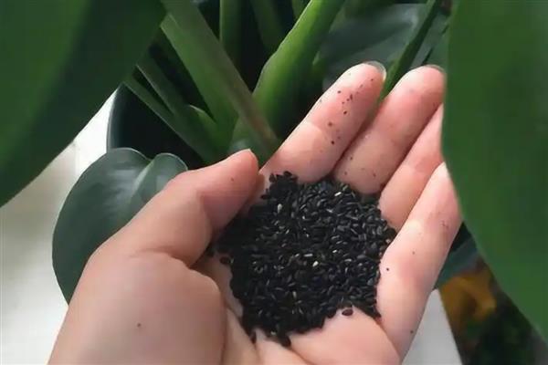过期黑芝麻怎么做花肥，发酵后再用作花肥
