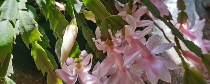 蟹爪兰为什么掉叶子，可能是养护环境温度过高所致