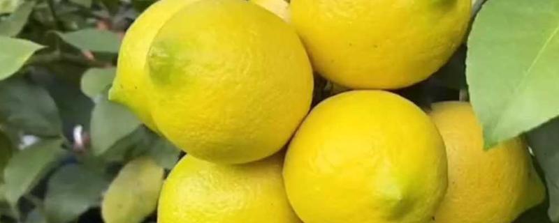 青柠檬和黄柠檬有什么区别，前者从挂果到成熟呈青色、后者成熟后呈金黄色