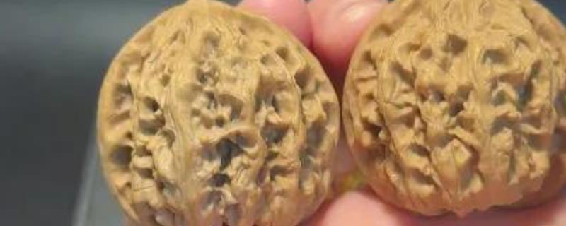 野牛狮子头核桃简介，有大窝底、小气门等