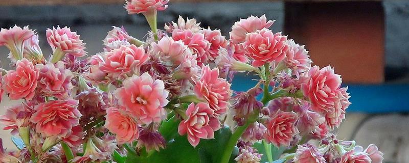 玉树几月份嫁接长寿花最合适，6-7月份的时候进行