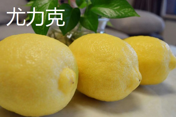 青柠檬和黄柠檬有什么区别，前者从挂果到成熟呈青色、后者成熟后呈金黄色