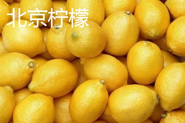 青柠檬和黄柠檬有什么区别，前者从挂果到成熟呈青色、后者成熟后呈金黄色