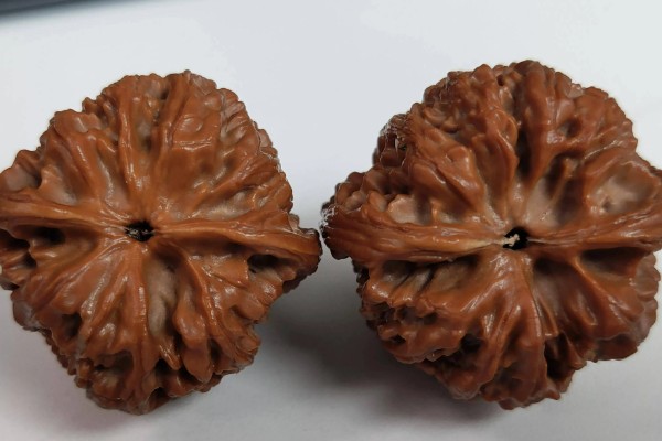 野牛狮子头核桃简介，有大窝底、小气门等