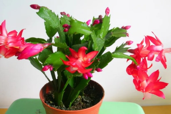 蟹爪兰为什么掉叶子，可能是养护环境温度过高所致
