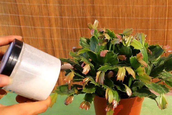 蟹爪兰为什么掉叶子，可能是养护环境温度过高所致