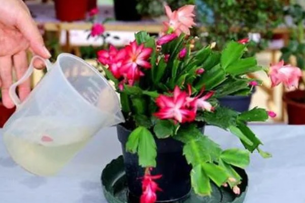 蟹爪兰为什么掉叶子，可能是养护环境温度过高所致