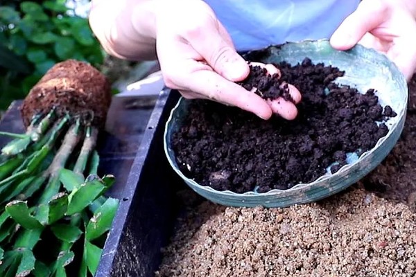 蟹爪兰为什么掉叶子，可能是养护环境温度过高所致