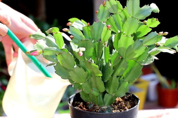 蟹爪兰为什么掉叶子，可能是养护环境温度过高所致