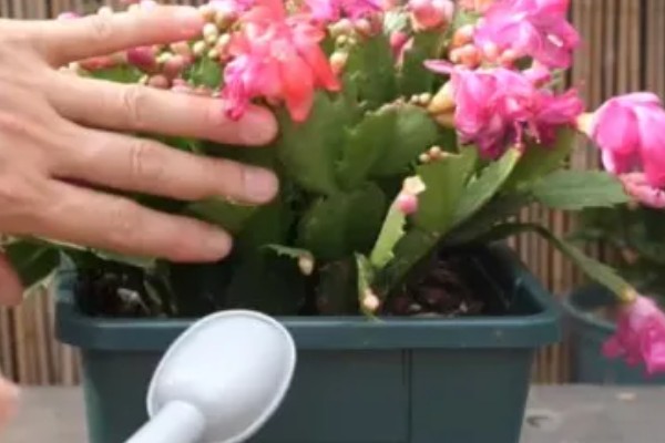 蟹爪兰为什么掉叶子，可能是养护环境温度过高所致