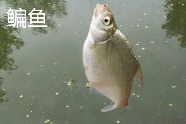 秋田狐4号钩钓多大的鲫鱼，最适合用来钓半斤的鲫鱼