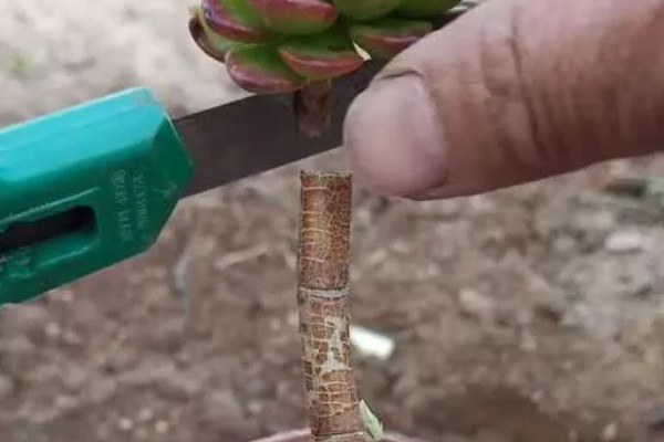 玉树几月份嫁接长寿花最合适，6-7月份的时候进行