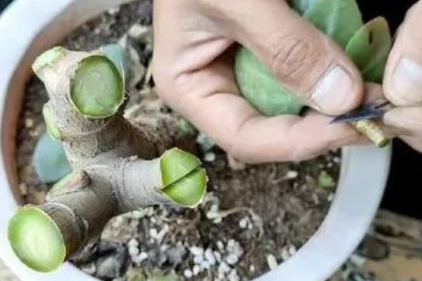 玉树几月份嫁接长寿花最合适，6-7月份的时候进行