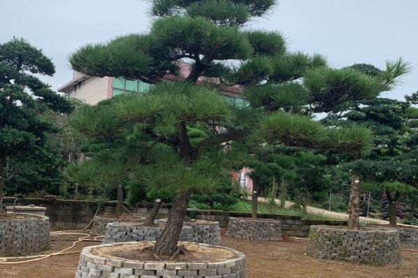 让黑松又矮又粗的方法，定期修剪把株高控制在25厘米左右
