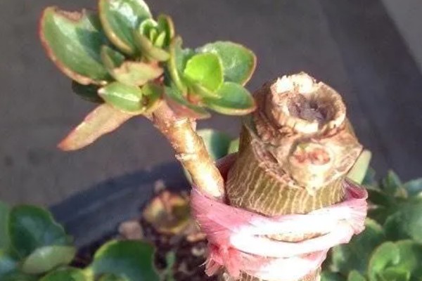 玉树几月份嫁接长寿花最合适，6-7月份的时候进行